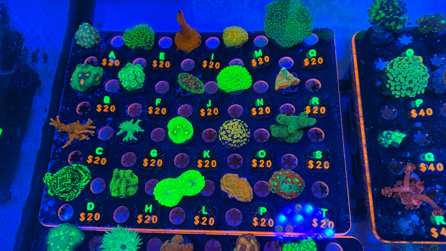 WYSIWYG Live Showcase