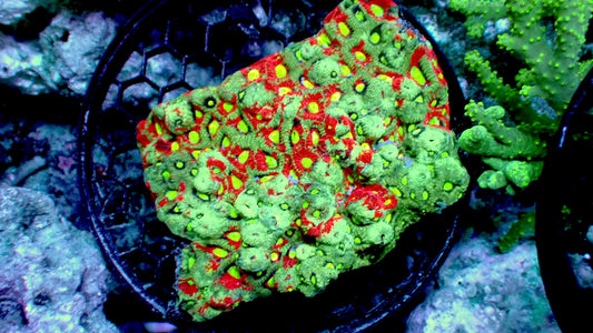 Splatter Sky Favites Colony 4” WYSIWYG