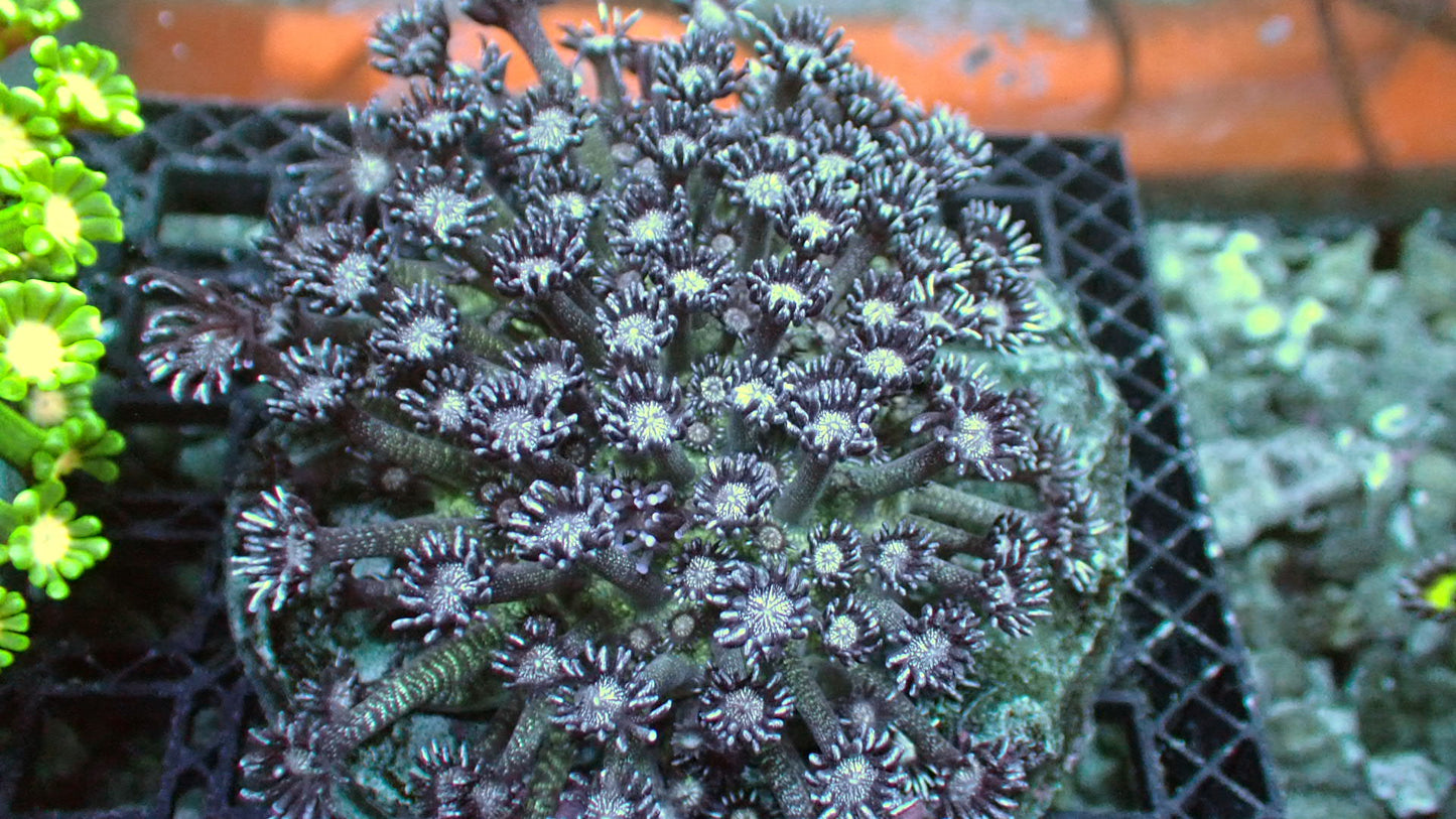 Glitter goniopora 3” colony