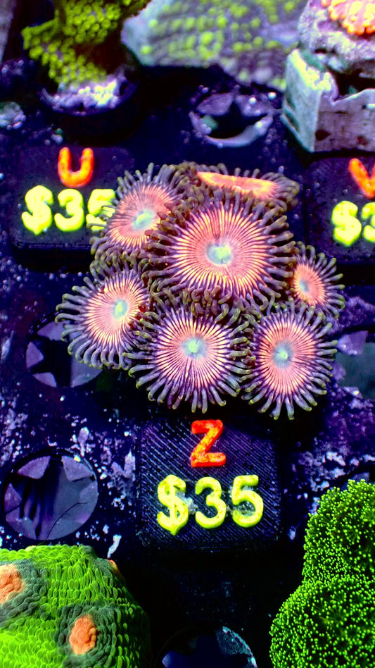 Peaches zoas WYSIWYG Z