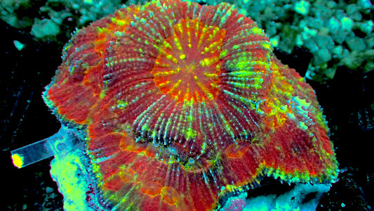 Australomussa rowleyensis WYSIWYG 5” colony