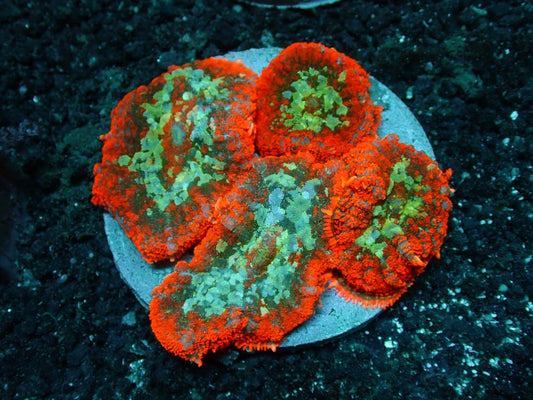 Fire seas rhodactus mushroom colony WYSIWYG 4” plate