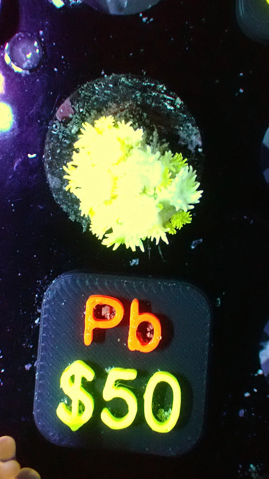 Highlighter Goni 1” WYSIWYG Pb