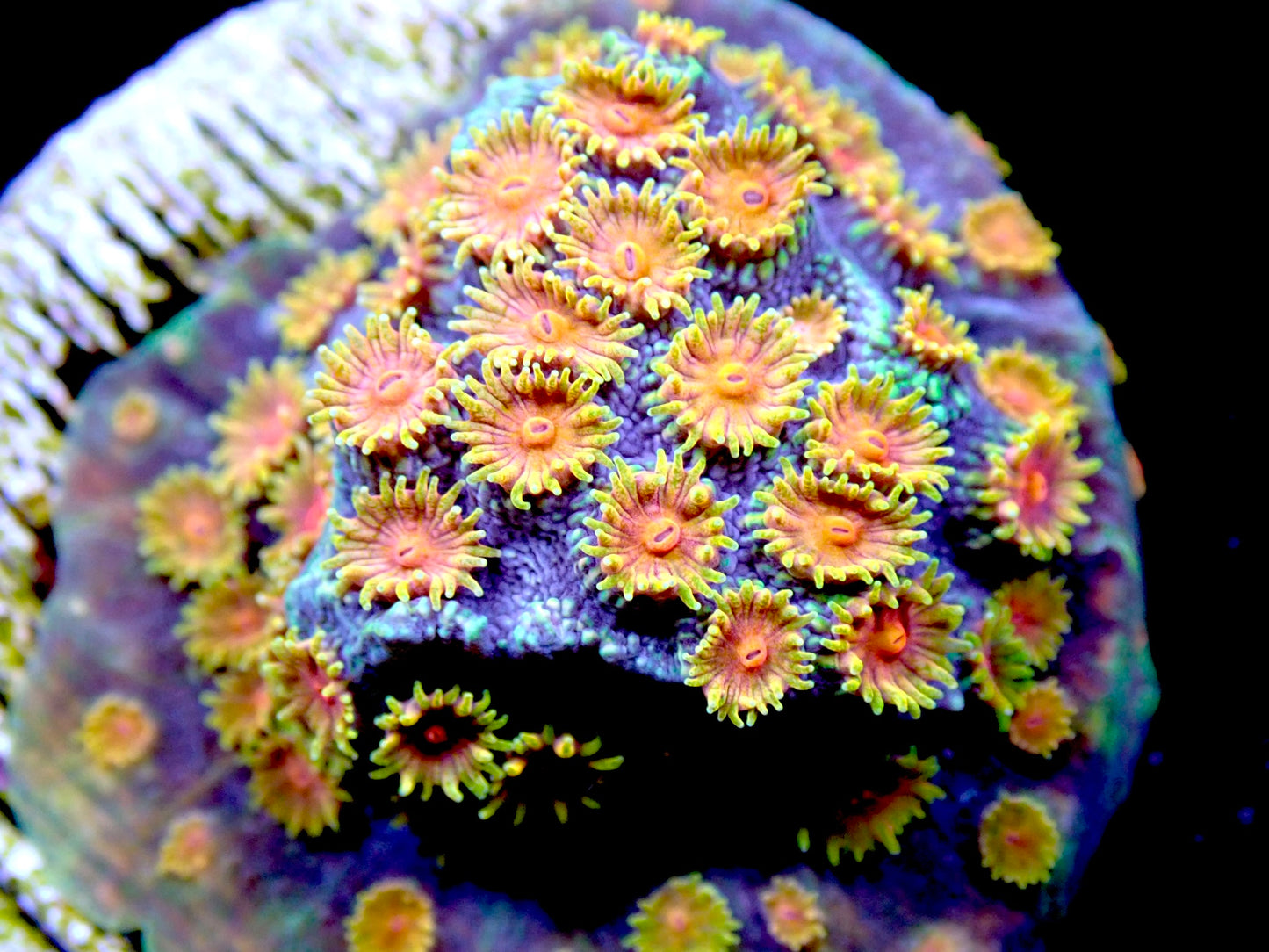 Bizarro Cyphastrea 1" frag