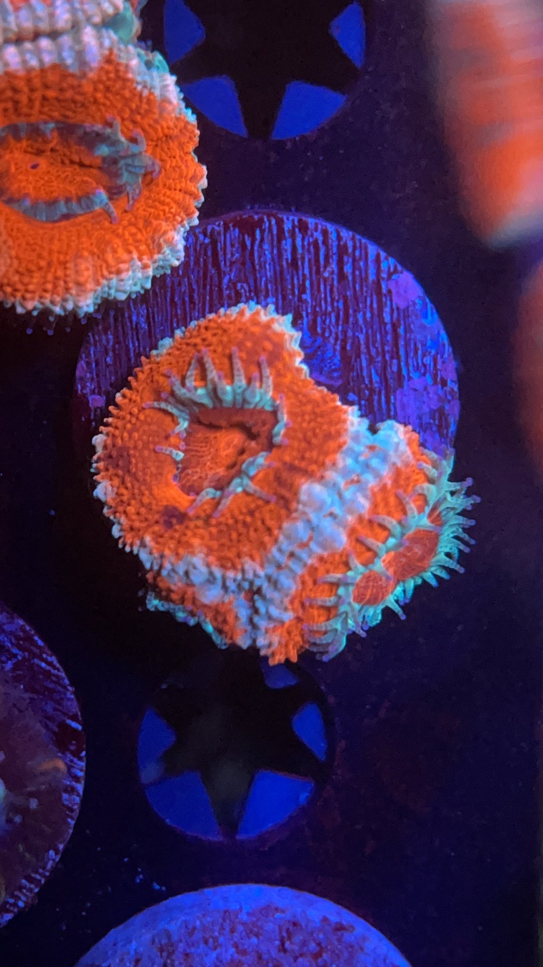 Ice fire Acan - 1” frag