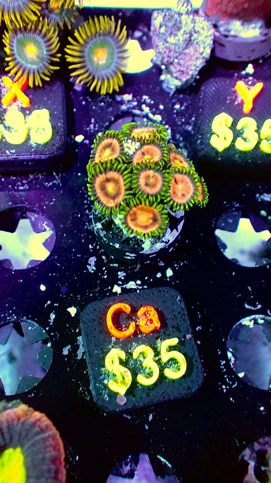 Laser lemon zoas WYSIWYG Ca