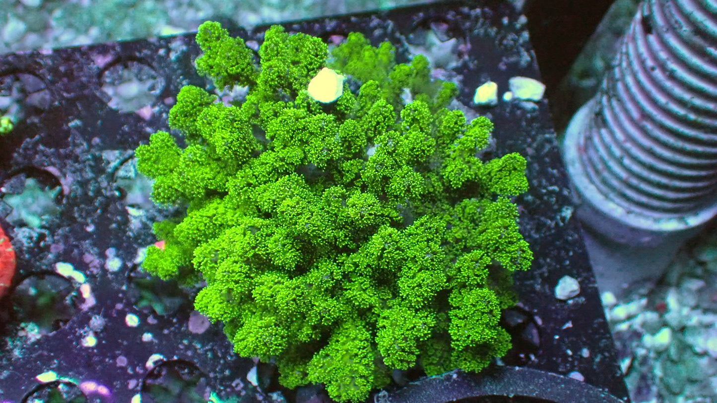 Green Poccillopora colony 4” WYSIWYG