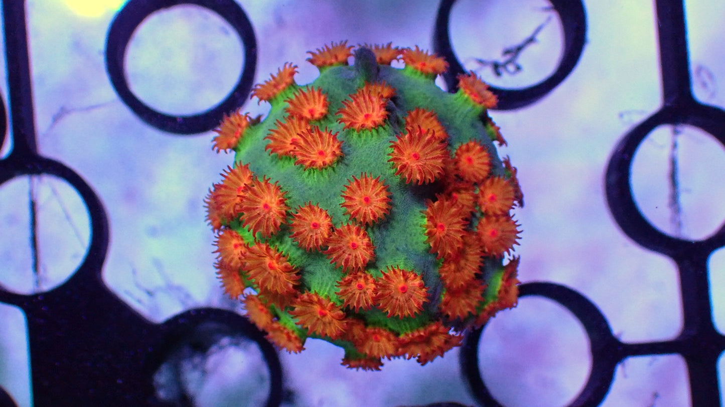 Meteor shower cyphastrea 1” frag WYSIWYG
