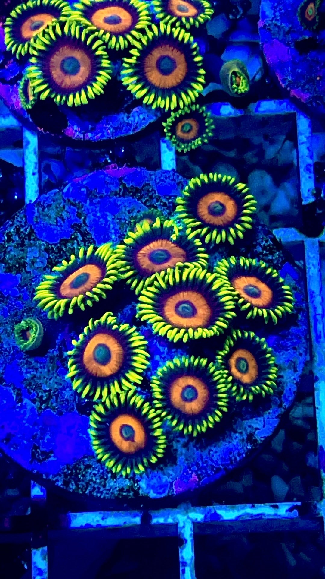 Eagle eye zoa