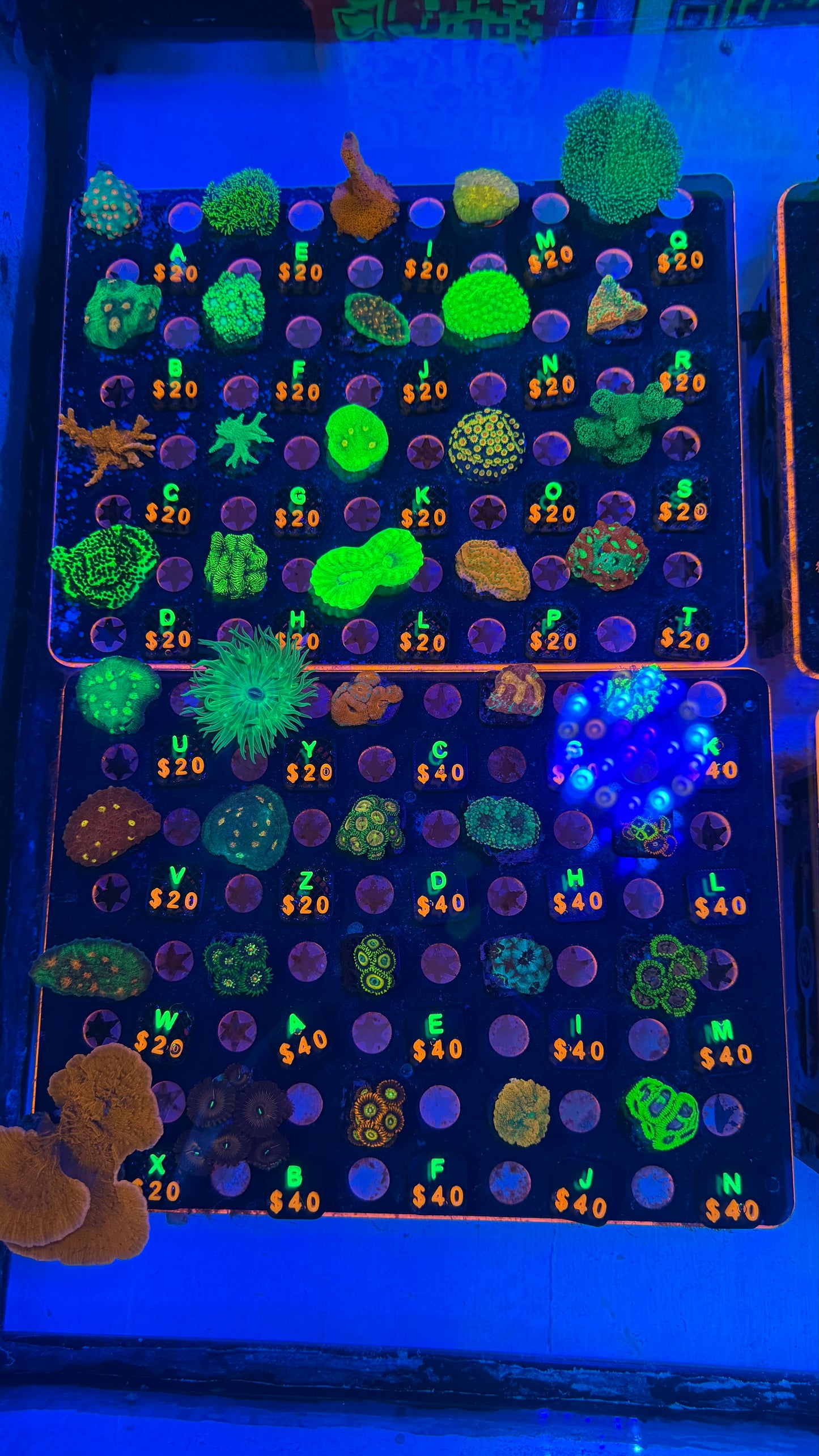 WYSIWYG Live Showcase