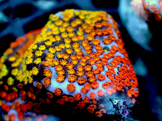 Sunset Montipora