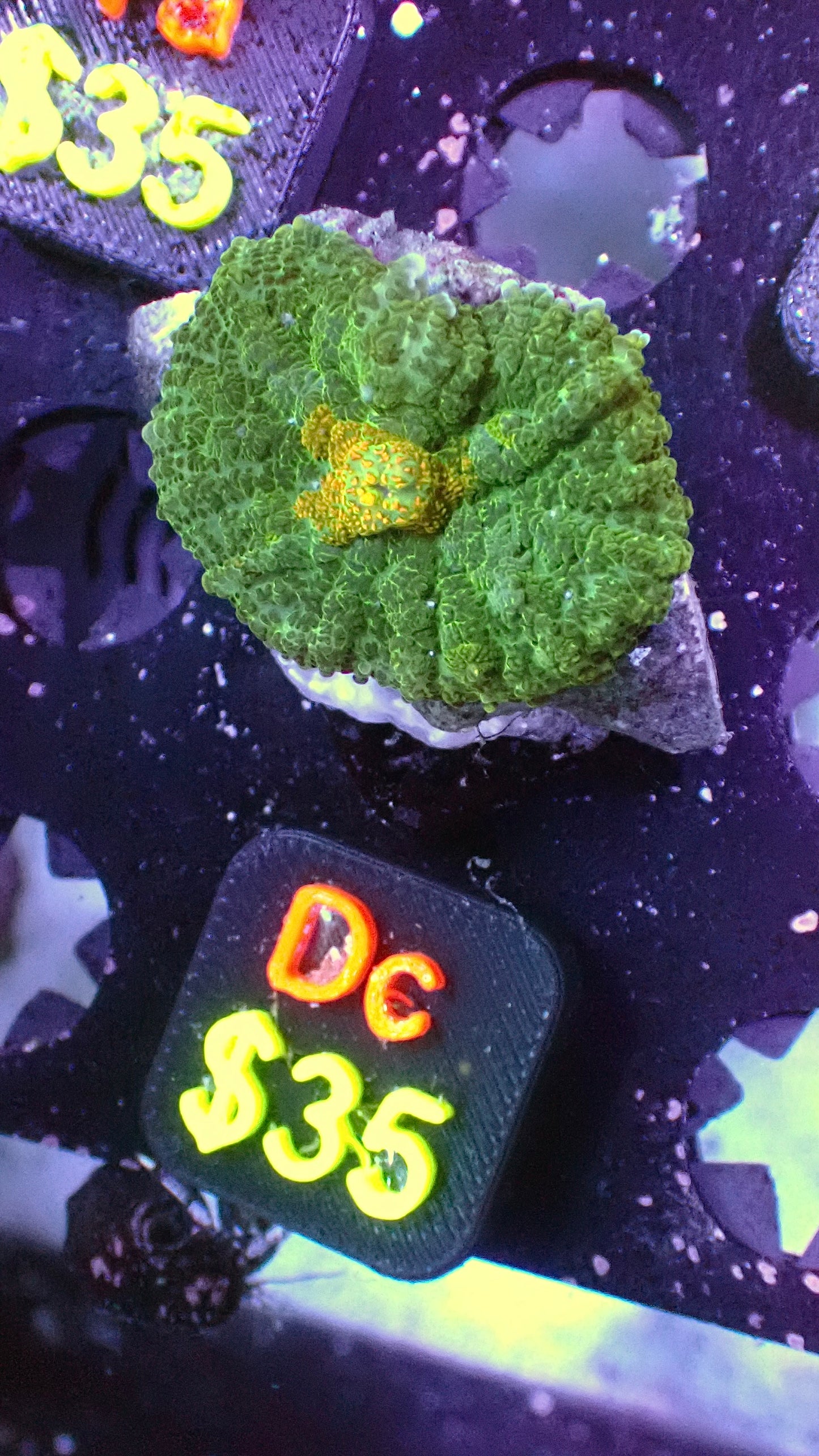 Gold dust mushroom 1” WYSIWYG Dc