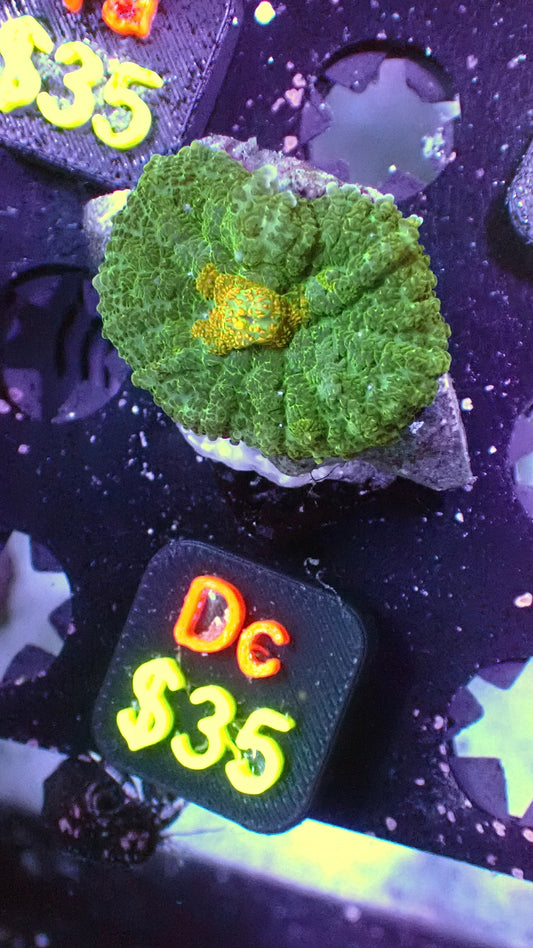 Gold dust mushroom 1” WYSIWYG Dc