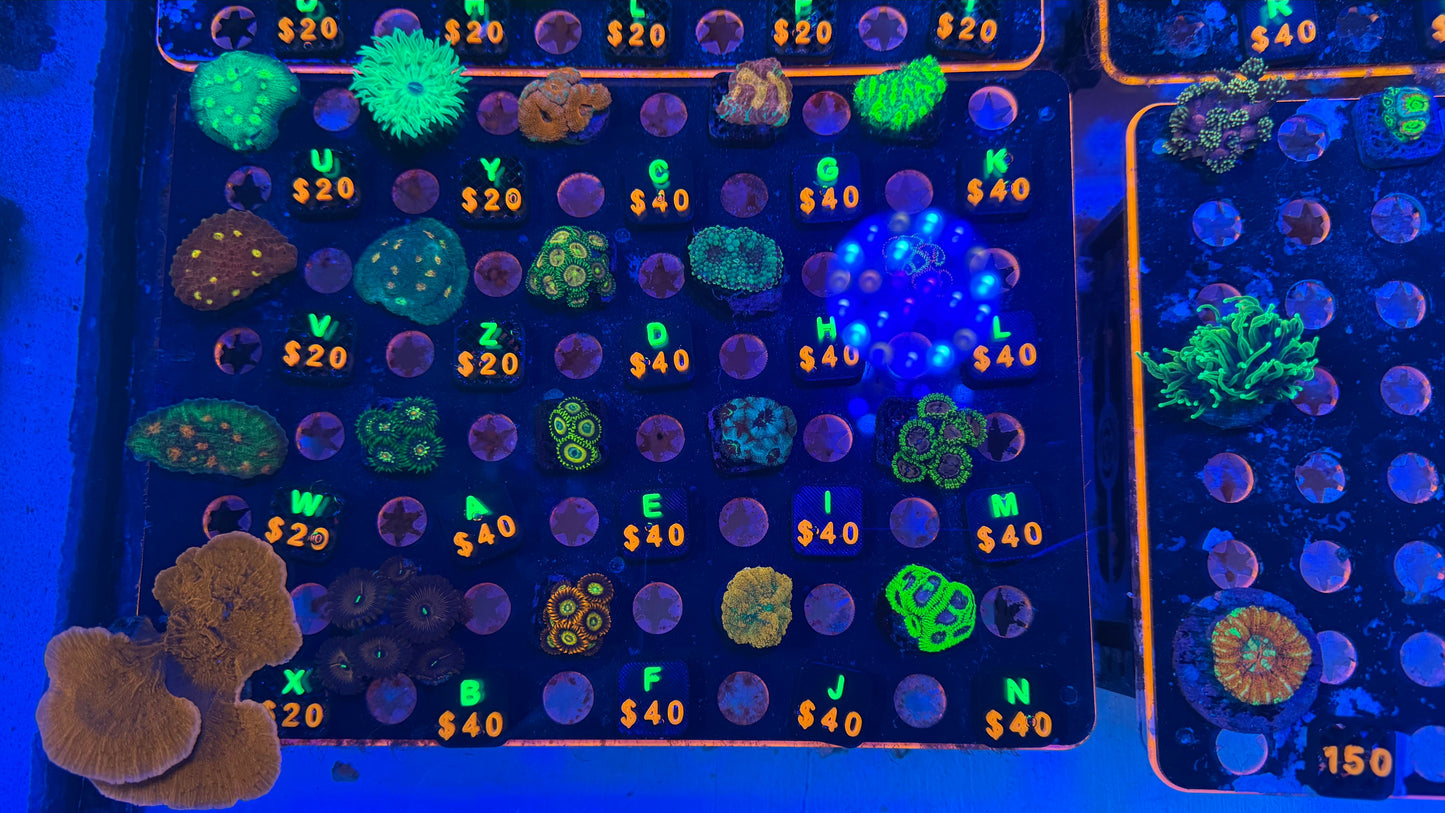 WYSIWYG Live Showcase