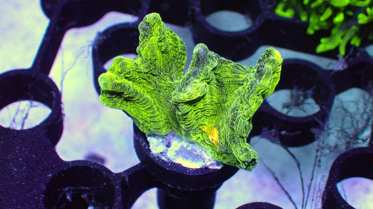 Space invader pectinia 1” frag WYSIWYG