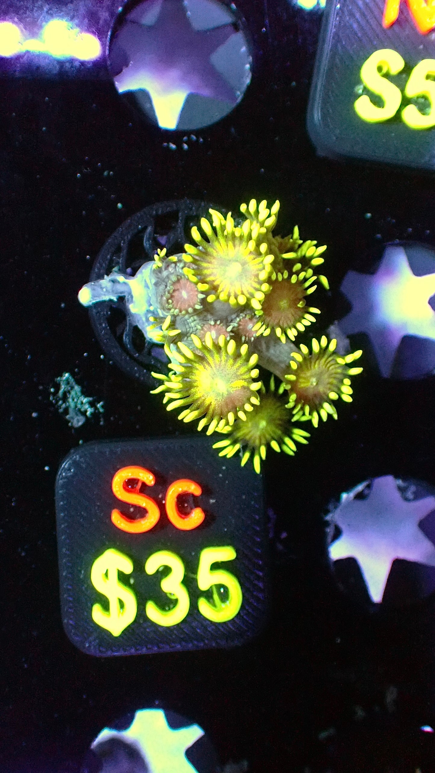 Starburst Goni 1” WYSIWYG Sc
