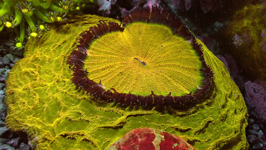 Pot of gold acanthophyllia large 5”