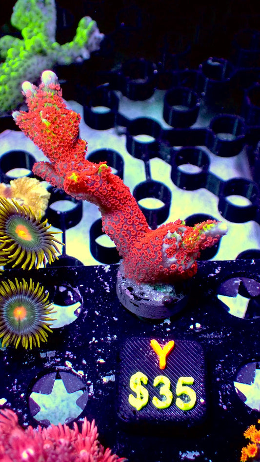 Bubblegum digitata WYSIWYG Y