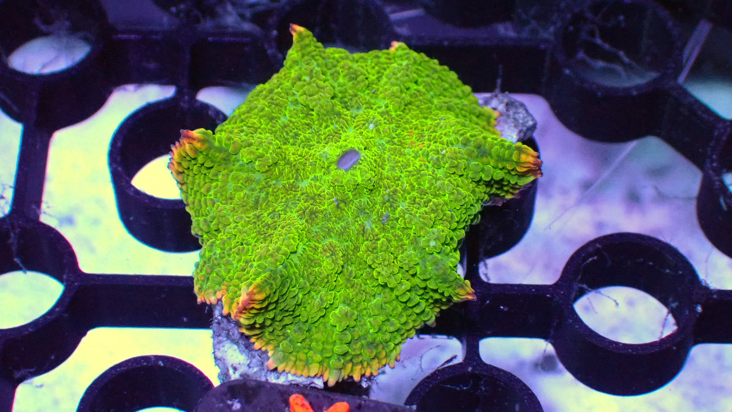 Emerald fire mushroom 1” frag WYSIWYG