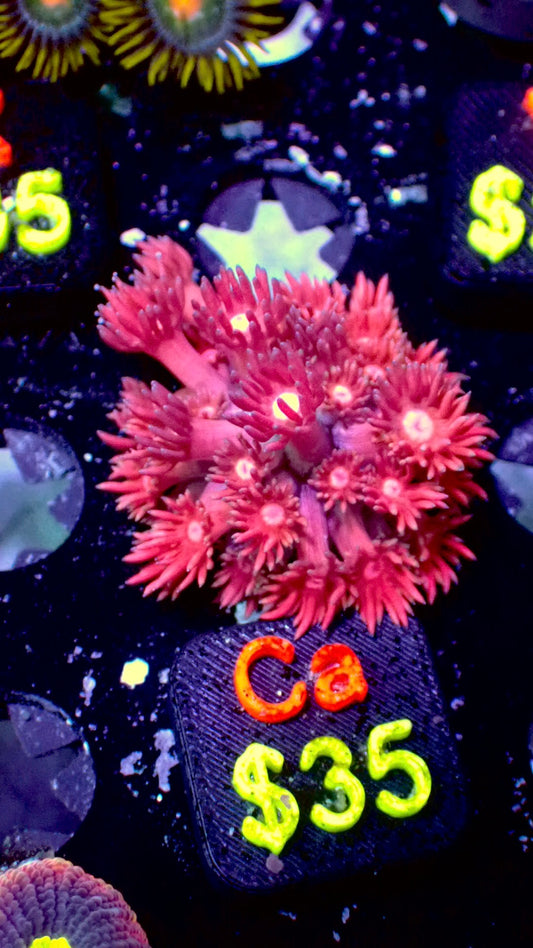 Pink Goni WYSIWYG Ca