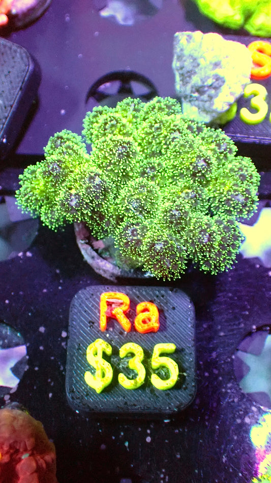 Green Poccillopora WYSIWYG Ra