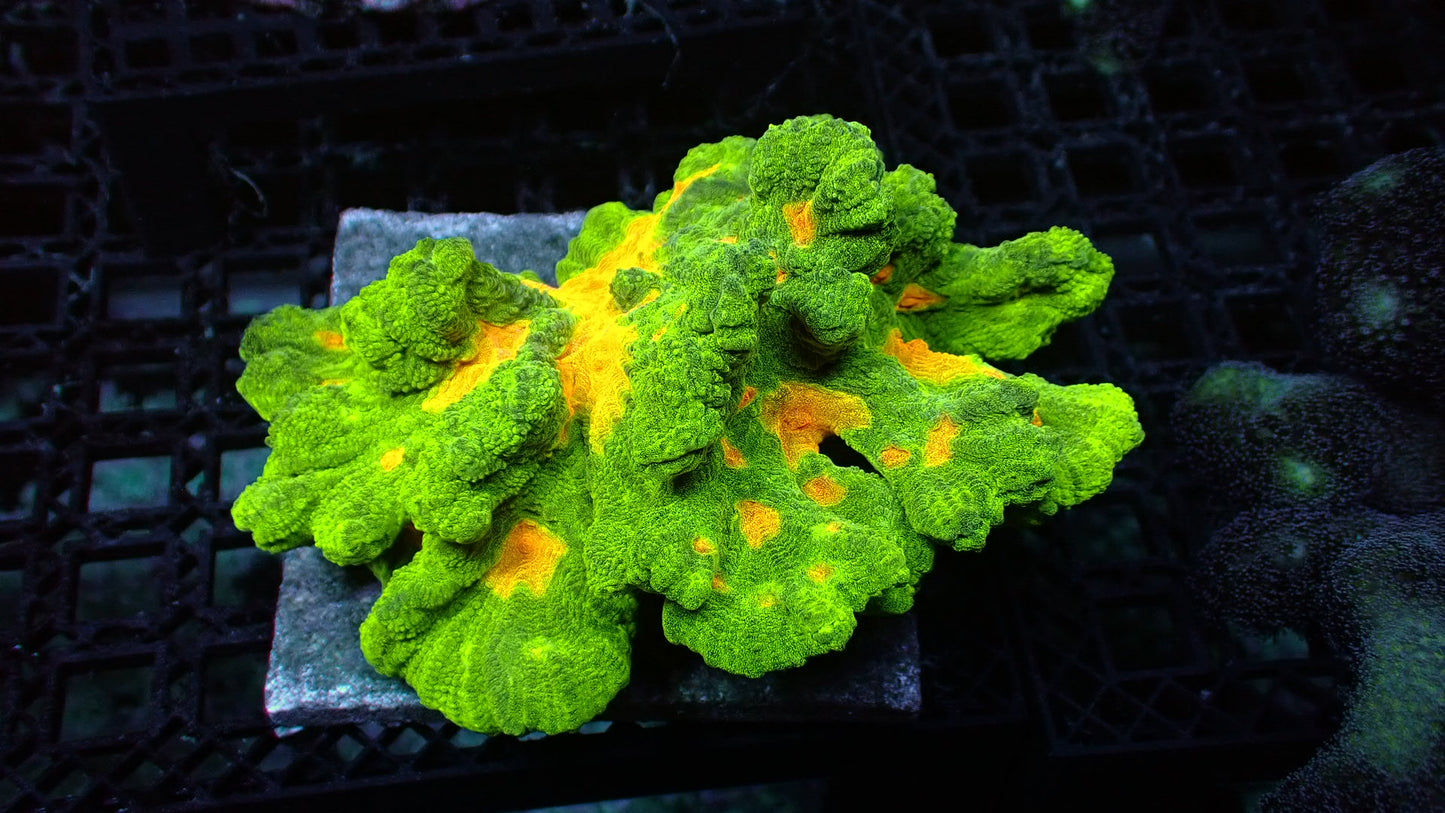 Space invader pectinia colony Large 4” WYSIWYG