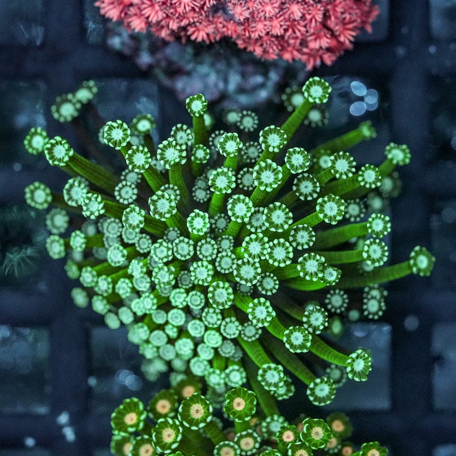 Mint chip alveopora 3” colony WYSIWYG