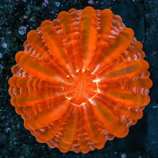 Red Crush Cynarina 4” WYSIWYG