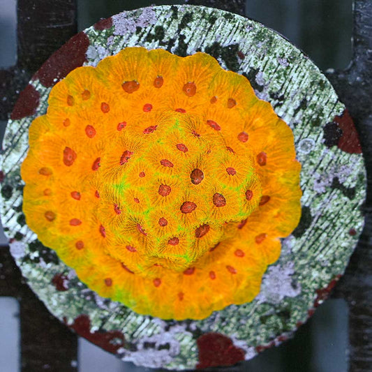 Fascination favia 3” colony WYSIWYG