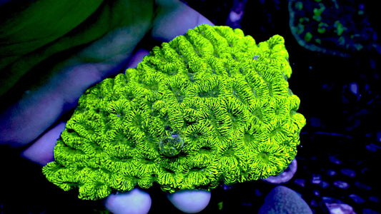 Radioactive brain 4” colony WYSIWYG