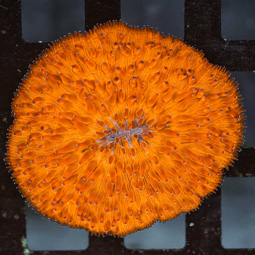 Neon Orange fungia 2” WYSIWYG