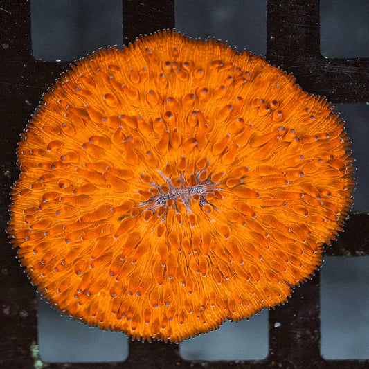 Neon Orange fungia 2” WYSIWYG