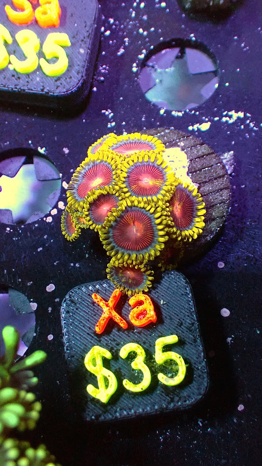 CC Spitfire zoas WYSIWYG Xa