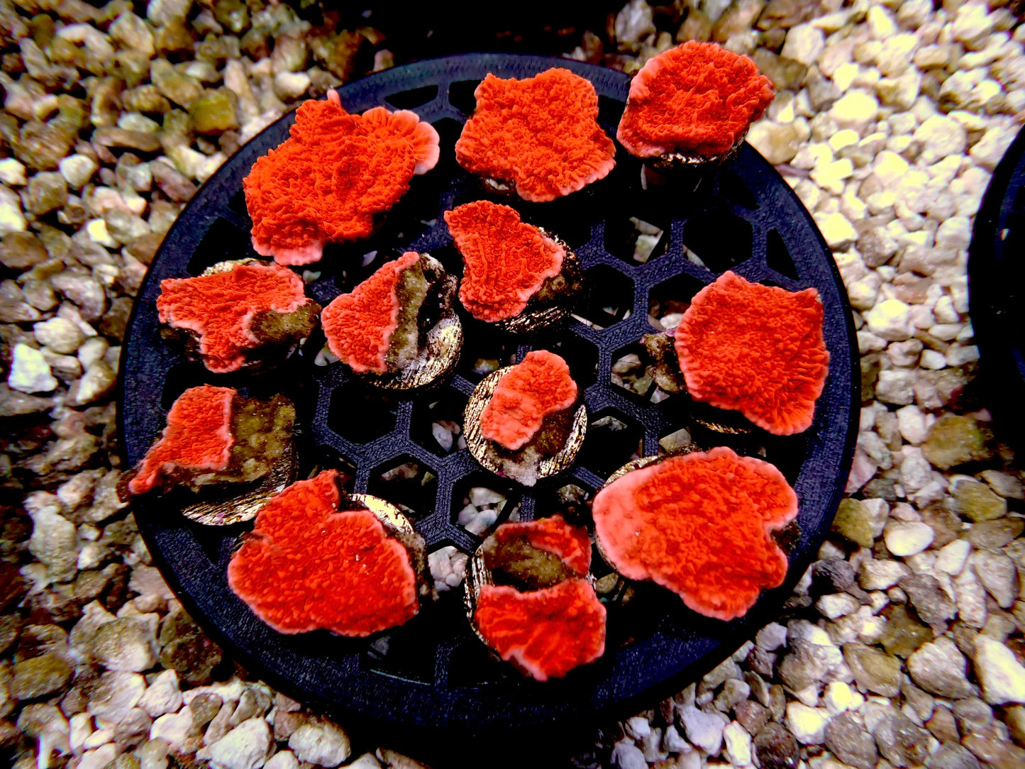 Orange Monti Cap