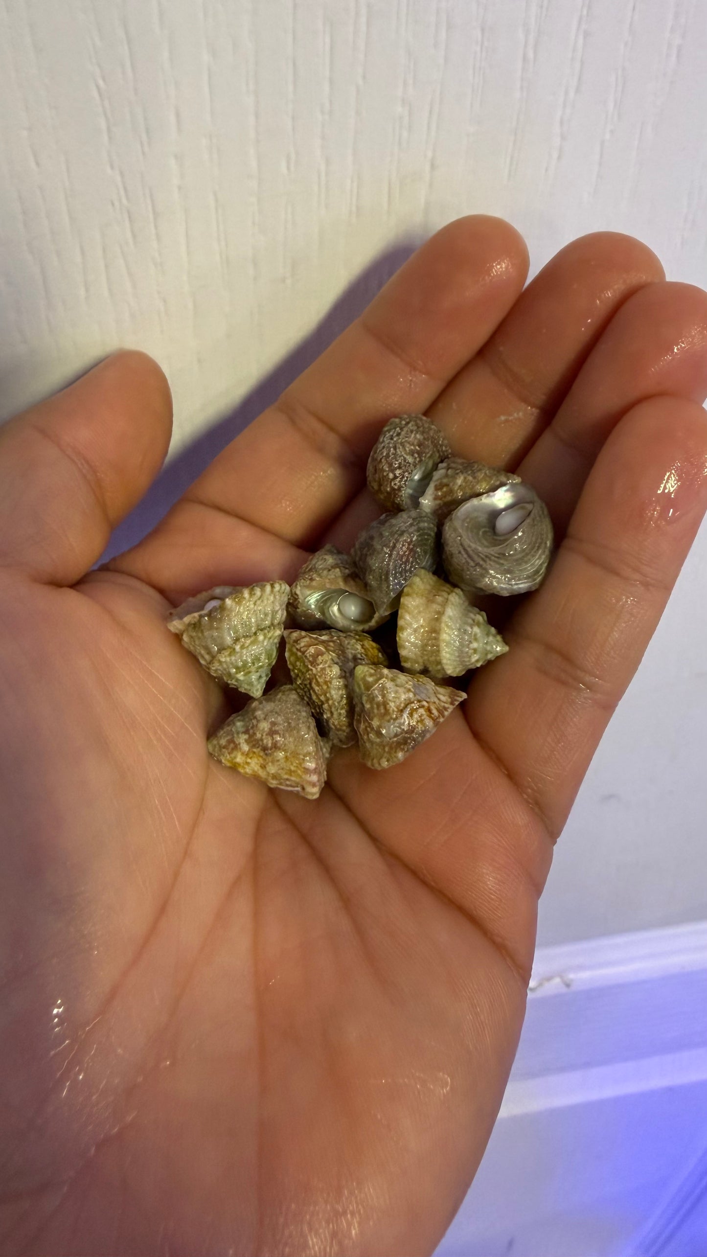 Astrea snails 10 pack