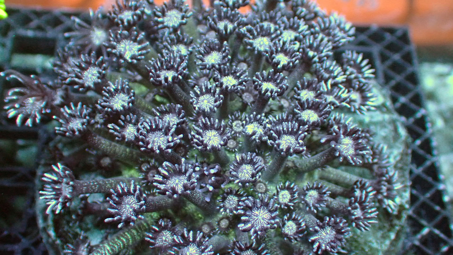 Glitter goniopora 3” colony