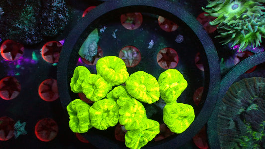 Kryptonite candy cane 10+ heads 4” WYSIWYG