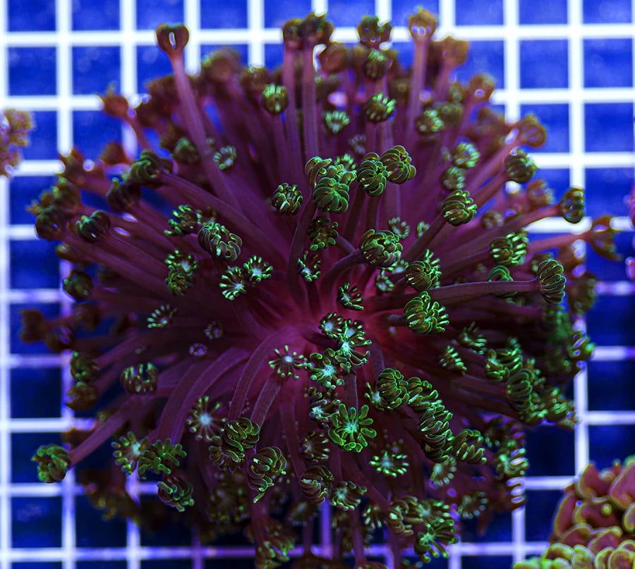 Purple vision alveopora 4” colony WYSIWYG