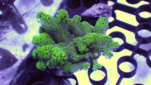 Green birdnest 1” frag WYSIWYG