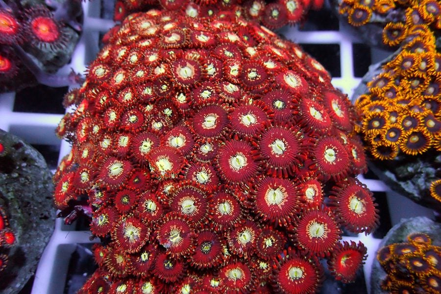 Magician Zoas