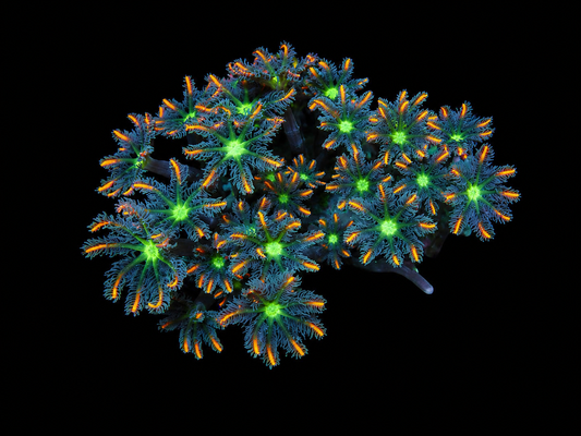 Fireworks Clove polyps 1” frag (4+ polyps)