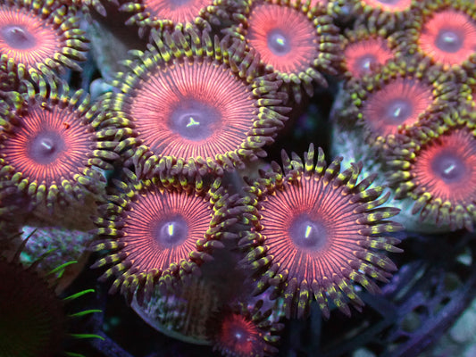 Starlord Zoas