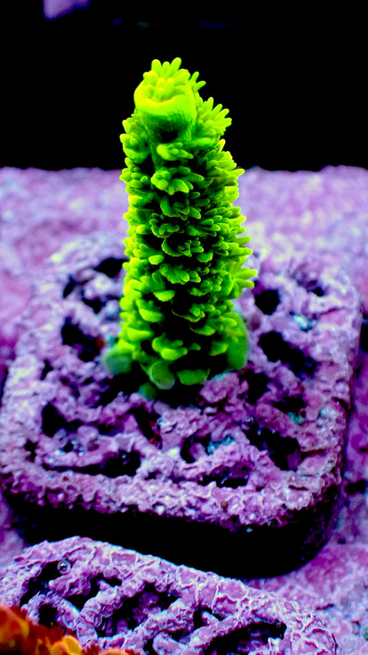 Green Slimer Acropora