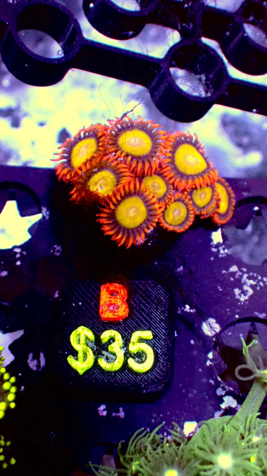 Mandarin zoas WYSIWYG B