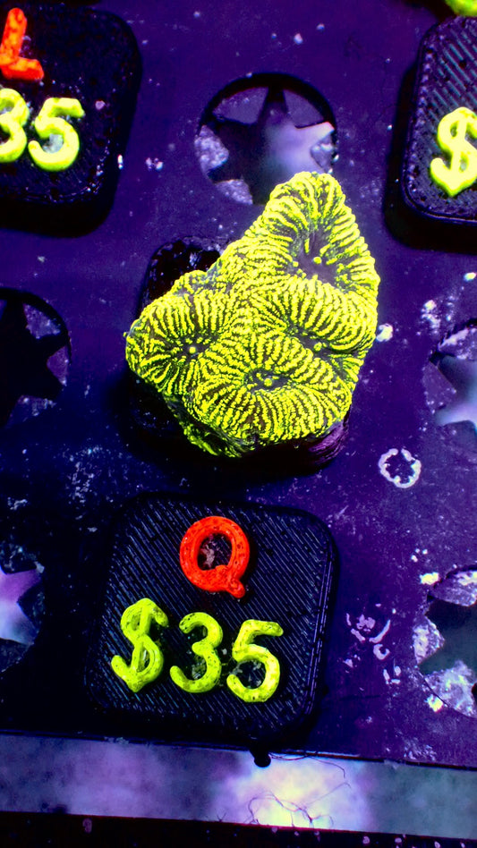 Glow-worm brain WYSIWYG Q