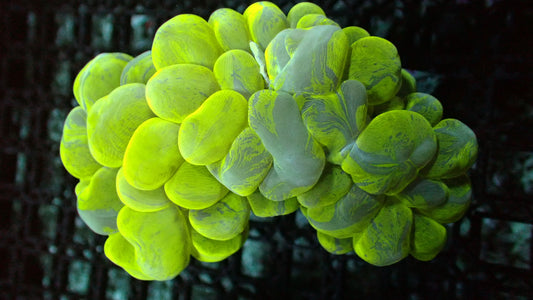 Lime splatter bubble 4” colony WYSIWYG