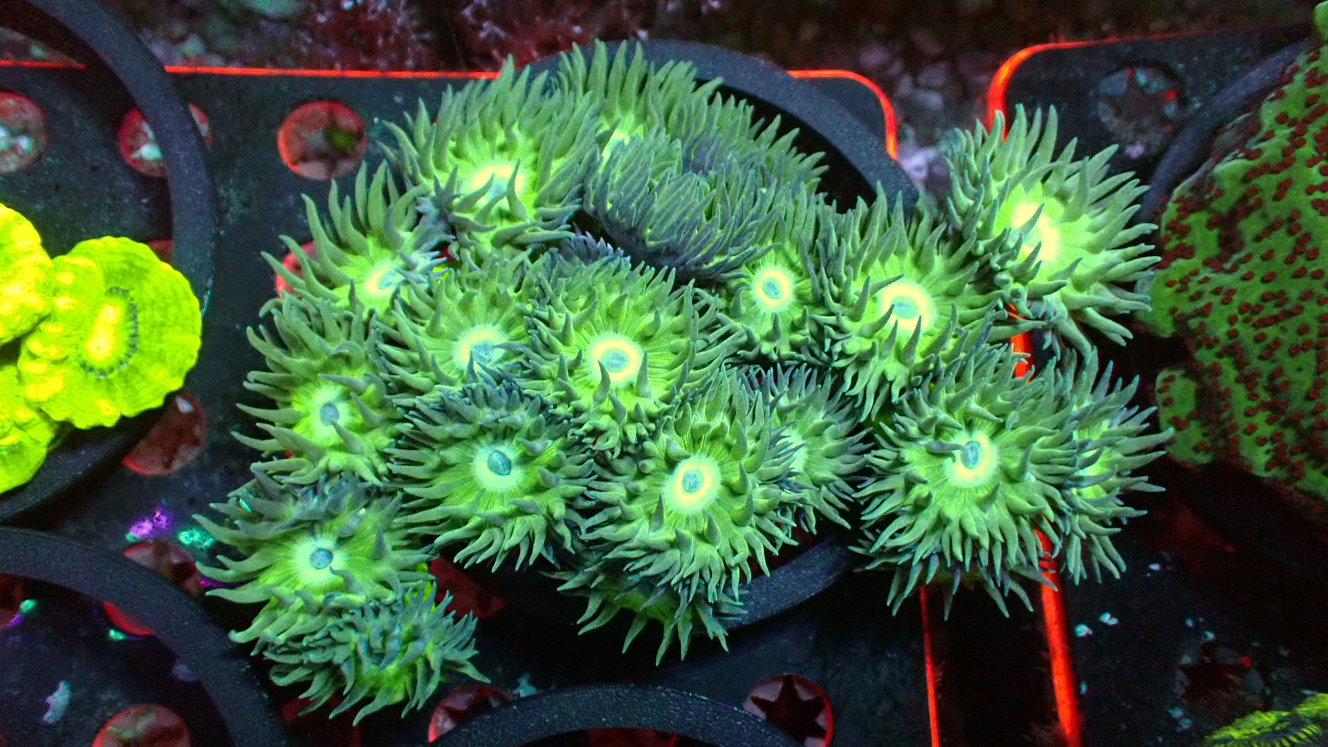 Duncan XL colony 6” WYSIWYG – Reef To Go