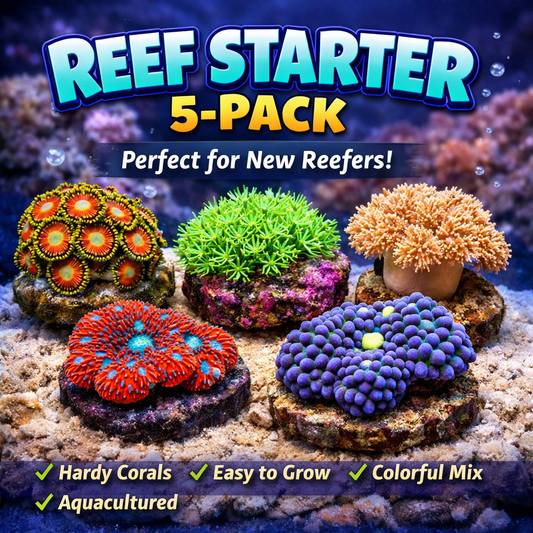 Reef starter pack