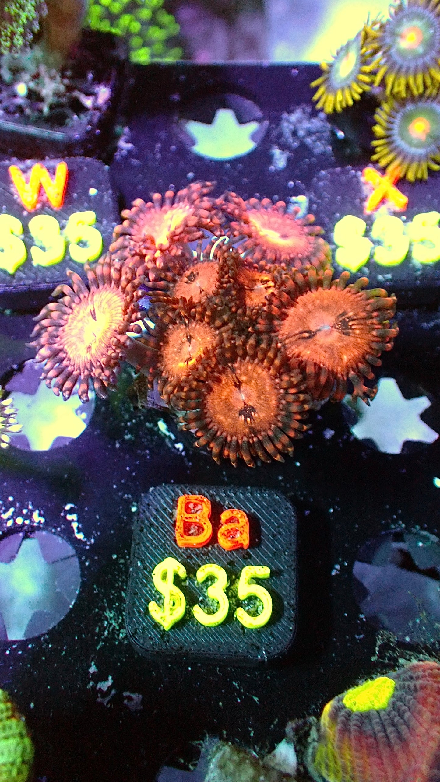 Alien antivenom zoas WYSIWYG Ba