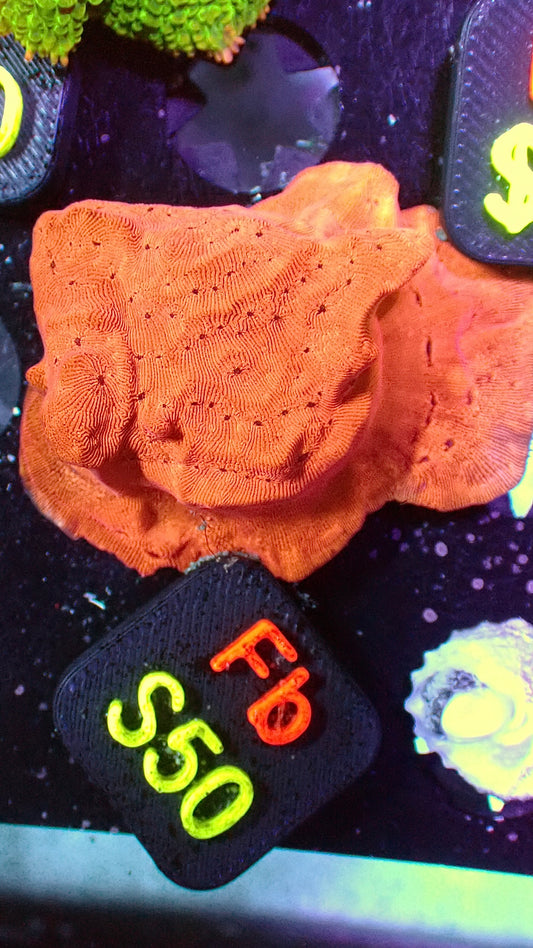 Pumpkin spice lepto 1” WYSIWYG Fb